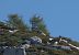 Volpe (Vulpes vulpes) © Giuseppe Speranza