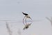 Cavaliere d'Italia (Himantopus himantopus) © Marco Cortemiglia