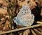 Lysandra bellargus  - Nicola Cillo