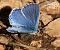 Lysandra bellargus © Nicola Cillo