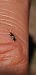 Macroplax fasciata  - Michele Cento
