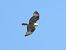 Poiana (Buteo buteo) © Michele Cento