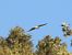 Astore (Astur gentilis) © Michele Cento