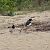 Eurasian Oystercatcher (Haematopus ostralegus) © Massimo Perinotto