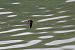 Rauchschwalbe (Hirundo rustica) © Udo Thoma