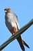 Falco cuculo (Falco vespertinus) © Patrizio Gigli