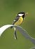 Cinciallegra (Parus major) © Patrizio Gigli
