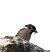 Passera mattugia (Passer montanus) © Patrizio Gigli