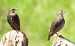 Storno (Sturnus vulgaris) © Patrizio Gigli