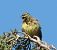 Zigolo nero (Emberiza cirlus) © Patrizio Gigli