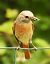 Common Redstart (Phoenicurus phoenicurus) © Patrizio Gigli