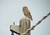 Civetta (Athene noctua) © Daniele Ronconi