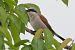 Averla piccola (Lanius collurio) © Autore sconosciuto