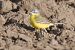 Cutrettola gialla (ssp. flava) 