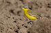Cutrettola gialla (ssp. flava) (Motacilla flava flava) © Autore sconosciuto