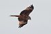 Nibbio reale (Milvus milvus) © Autore sconosciuto