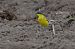 Cutrettola gialla (ssp. flava) (Motacilla flava flava) © Autore sconosciuto