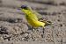 Cutrettola caposcuro (ssp. thunbergi) (Motacilla flava thunbergi) © Autore sconosciuto
