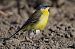 Cutrettola caposcuro (ssp. thunbergi) (Motacilla flava thunbergi) © Autore sconosciuto