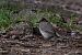 Spotted Flycatcher (Muscicapa striata) © hidden author