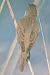 Cannareccione (Acrocephalus arundinaceus) © Autore sconosciuto