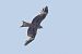 Nibbio reale (Milvus milvus) © Autore sconosciuto