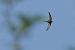 Rondone comune (Apus apus) © Autore sconosciuto