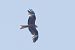 Nibbio reale (Milvus milvus) © Autore sconosciuto