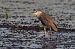 Nitticora (Nycticorax nycticorax) © Autore sconosciuto