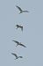 Garzetta (Egretta garzetta) © Autore sconosciuto