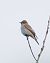 Pigliamosche (Muscicapa striata) © Lotte Eisenstecken
