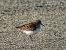 Gambecchio comune (Calidris minuta) © Nicola Romeo Arena