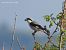 Lesser Grey Shrike (Lanius minor) © Nicola Romeo Arena