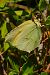 Gonepteryx cleopatra © Claude Müller