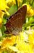 Satyrium ilicis  - Claude Müller