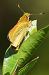 Ochlodes sylvanus  - Claude Müller