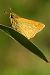 Ochlodes sylvanus  - Claude Müller