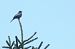Merlo dal collare (Turdus torquatus) © Christian Kofler