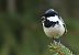 Cincia mora (Periparus ater) © Christian Kofler