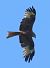 Red Kite (Milvus milvus) © Christian Kofler