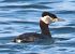 Svasso collorosso (Podiceps grisegena) © Christian Kofler