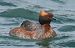 Svasso cornuto (Podiceps auritus) © Christian Kofler