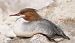 Smergo maggiore (Mergus merganser) © Christian Kofler