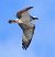 Falco pescatore (Pandion haliaetus) © Christian Kofler