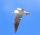 Gabbiano indet. (Laridae sp.) © Christian Kofler