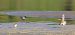 Corriere piccolo (Charadrius dubius) © Christian Kofler