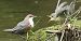 Merlo acquaiolo (Cinclus cinclus) © Christian Kofler