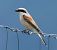 Averla piccola (Lanius collurio) © Christian Kofler