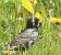 Storno (Sturnus vulgaris) © Christian Kofler