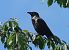 Cornacchia grigia (Corvus cornix) © Christian Kofler